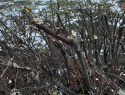 IMG_5386.jpeg